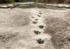 Urme de dinozaur, vechi de 113 milioane de ani, descoperite după ce un râu din Texas a secat Urme dinozaur