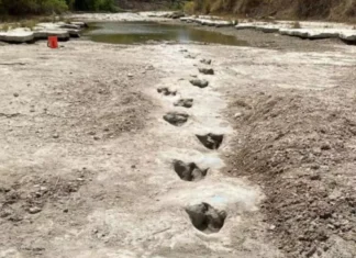 O nouă specie de dinozaur cu armură, descoperită în Marea Britanie Urme dinozaur