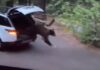(VIDEO) Un urs a rămas blocat, timp de o noapte, într-o mașină. Proprietara: ”Autoturismul este complet distrus” Captură video Youtube