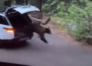 (VIDEO) Un urs a rămas blocat, timp de o noapte, într-o mașină. Proprietara: ”Autoturismul este complet distrus” Captură video Youtube