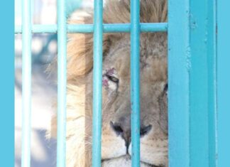 Simba, un leu salvat din Ucraina, va ajunge într-un un sanctuar de aproape 200 de hectare Sursă foto: Facebook/Asociația Casa lui Patrocle