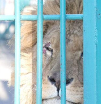 Simba, un leu salvat din Ucraina, va ajunge într-un un sanctuar de aproape 200 de hectare Sursă foto: Facebook/Asociația Casa lui Patrocle