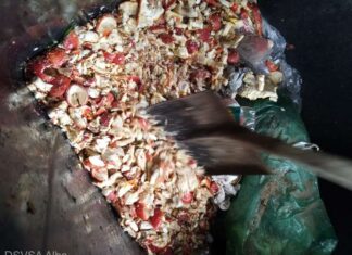 16 kg de ciuperci, confiscate și distruse în Alba Iulia