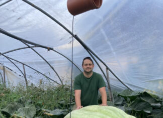 Un dovleac de peste o jumătate de tonă, recoltat cu macaraua de un fermier german Dovleac