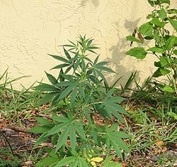 Terenuri cultivate cu cannabis de către traficanții de droguri, în județul Timiș Drog