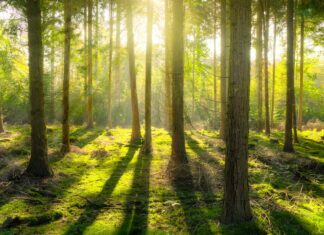 Lumina naturală ne poate afecta creierul Sursă foto: Pixabay