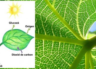 Descoperire revoluţionară: Combustibil nepoluant produs din frunze artificiale Fotosinteza