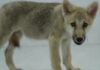 Primul lup clonat din lume este expus la o grădină zoologică din China