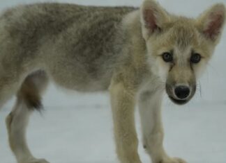 Primul lup clonat din lume este expus la o grădină zoologică din China