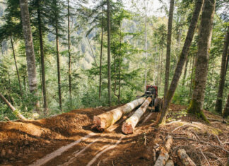 Percheziții de amploare în toată țara la o grupare care se ocupă cu tăierea ilegală de arbori, evaziune fiscală și spălare de bani Taiere padure