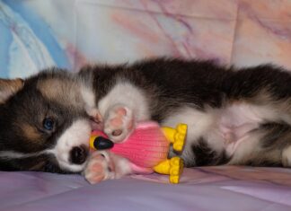 Motivul impresionant pentru care un băiat a decis să-și abandoneze cățelul Sursă foto: Pixabay