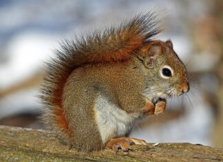 O brutărie rămâne închisă deoarece angajații nu pot alunga o veveriță care și-a făcut culcuș în pod Sursă foto: Pixabay