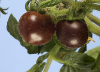 Noua roșie este mov. Și va ajunge în magazinele din SUA