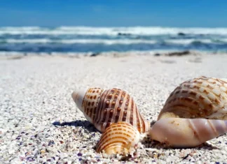 S-a reluat recoltarea moluștelor vii din Marea Neagră Scoici