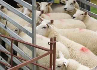 Condiții mai bune pentru animalele vii comercializate transfrontalier