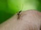 Doi brăileni infectați cu West Nile au murit West Nile