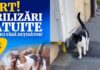 Campanie de sterilizare a pisicilor fără stăpân din Capitală Sursă foto: Facebook/Nicușor Dan