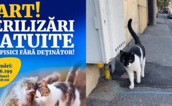 Campanie de sterilizare a pisicilor fără stăpân din Capitală Sursă foto: Facebook/Nicușor Dan