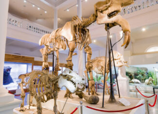 Inițiativă inedită a Muzeului Grigore Antipa din București: Acces gratuit pe 4 octombrie pentru persoanele care poartă nume de animale Muzeul Grigore Antipa