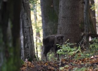 Tăierile ilegale de păduri din România, monitorizate din satelit Captură video: Facebook/Regia Naționala a Pădurilor - Romsilva
