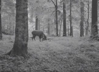 Un cerb ”gata de luptă” a fost surprins de camerele instalate în Munții Apuseni Sursă foto: Facebook/Romsilva