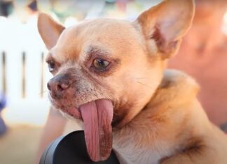 O companie va premia cel mai urât câine și caută ”urâțenia absolută” Captură video Youtube/Truly