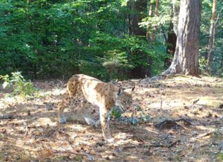Un frumos exemplar de râs a fost surprins în Parcul Natural Putna din Vrancea Sursă foto: Facebook/Regia Națională a Pădurilor, Romsilva