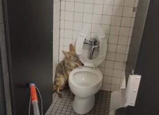 Intrus neobișnuit: un lup de preerie a refuzat să părăsească o școală gimnazială Captură video Youtube