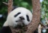 Oficialii din Taiwan fac apel la experții chinezi pentru salvarea unui urs panda în vârstă de 18 ani Sursă foto: Pixabay
