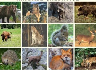 Oamenii de stiinţă avertizează: Una din zece specii este în pericol de dispariție Animale salbatice