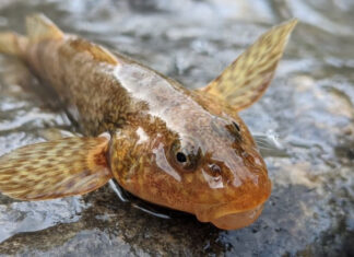 Câteva zeci de exemplare ale celui mai rar pește din lume, considerat fosilă vie, găsite în râul Vâlsan din munții Făgărașului Asprete