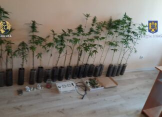 Ghivece cu canabis, ascunse de traficanții de droguri din Vaslui în dressing Canabis