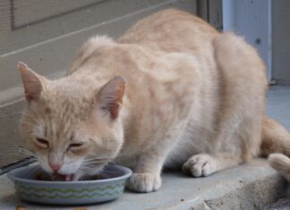 După mai bine de nouă ani, o femeie și-a regăsit pisica pierdută Sursă foto: Pixabay