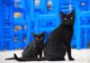 Regatul Unit sărbătorește Ziua Națională a Pisicilor Negre Sursă foto: Pixabay