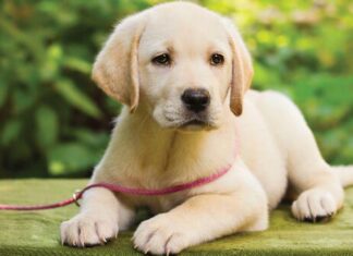 Bărbat din Bistrița-Năsăud, reținut pentru împușcarea câinelui vecinului Ciine