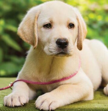 Un fabricant din Filipine creează jucării de pluș asemănătoare cu animalele de companie decedate Ciine