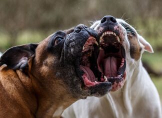 O femeie are dosar penal după ce câinii ei au mușcat un bărbat Ciini