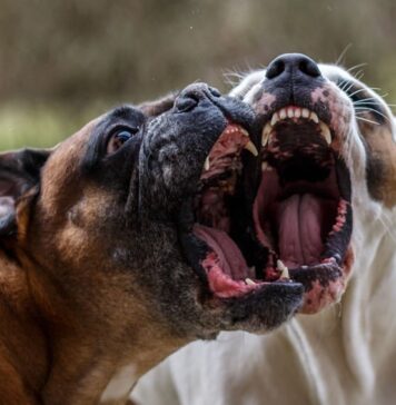 Numeroase reclamații primite de ASPA privind câinii care ies liber din curţile anumitor firme, depozite şi societăţi comerciale Ciini