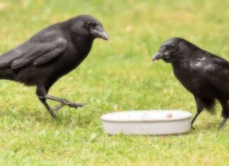 Plângere penală pe numele Spitalului Județean din Suceava, din cauza distrugerii cuiburilor de ciori din curtea unității ciori