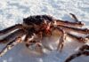 Recoltarea crabilor din Alaska, anulată pentru prima dată în istorie din cauza schimbărilor climatice Crab