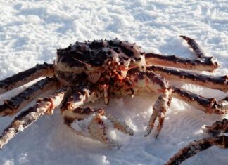 Recoltarea crabilor din Alaska, anulată pentru prima dată în istorie din cauza schimbărilor climatice Crab