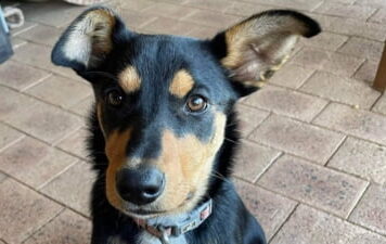 Un australian a plătit pentru un câine suma de 49.000 de dolari Eve