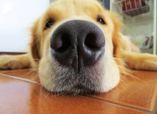 Câinii pot simți stresul, în momentul în care miros pielea stăpânilor Sursă foto: Pixabay