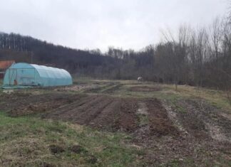 Un tânăr din Anina cultivă legume pe un deal terasat, la 800 de metri altitudine Gradina de legume