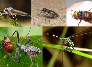 Avertisment: Schimbările climatice vor conduce la reducerea drastică a numărului de insecte insecte