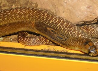 O cobră scăpată din terariu a dus la închiderea unei grădini zoologice din Suedia Sursă foto: Pixabay