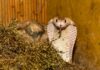 Cobra regală care a evadat din Grădina Zoologică din Suedia s-a întors în terariu Sursă foto: Pixabay