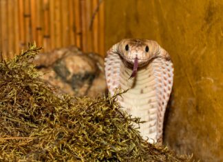 Cobra regală care a evadat din Grădina Zoologică din Suedia s-a întors în terariu Sursă foto: Pixabay