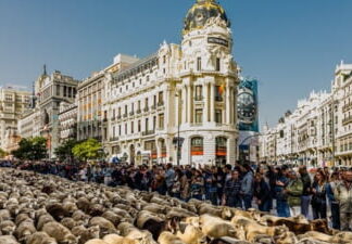 Mii de oi au ocupat străzile din centrul Madridului Oi