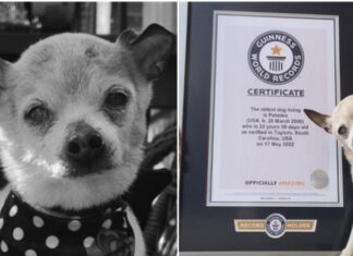 Pebbles, cel mai bătrân câine din lume, a murit înainte de a împlini 23 de ani Pebbles